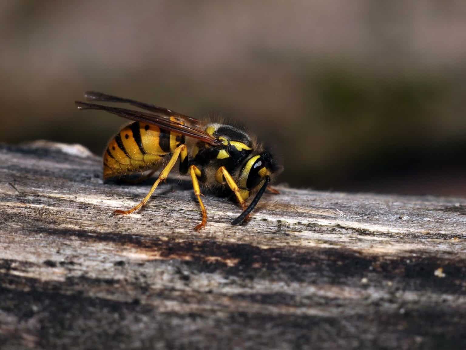 Honey Bee vs. Yellow Jacket: Spot the Surprising Differences