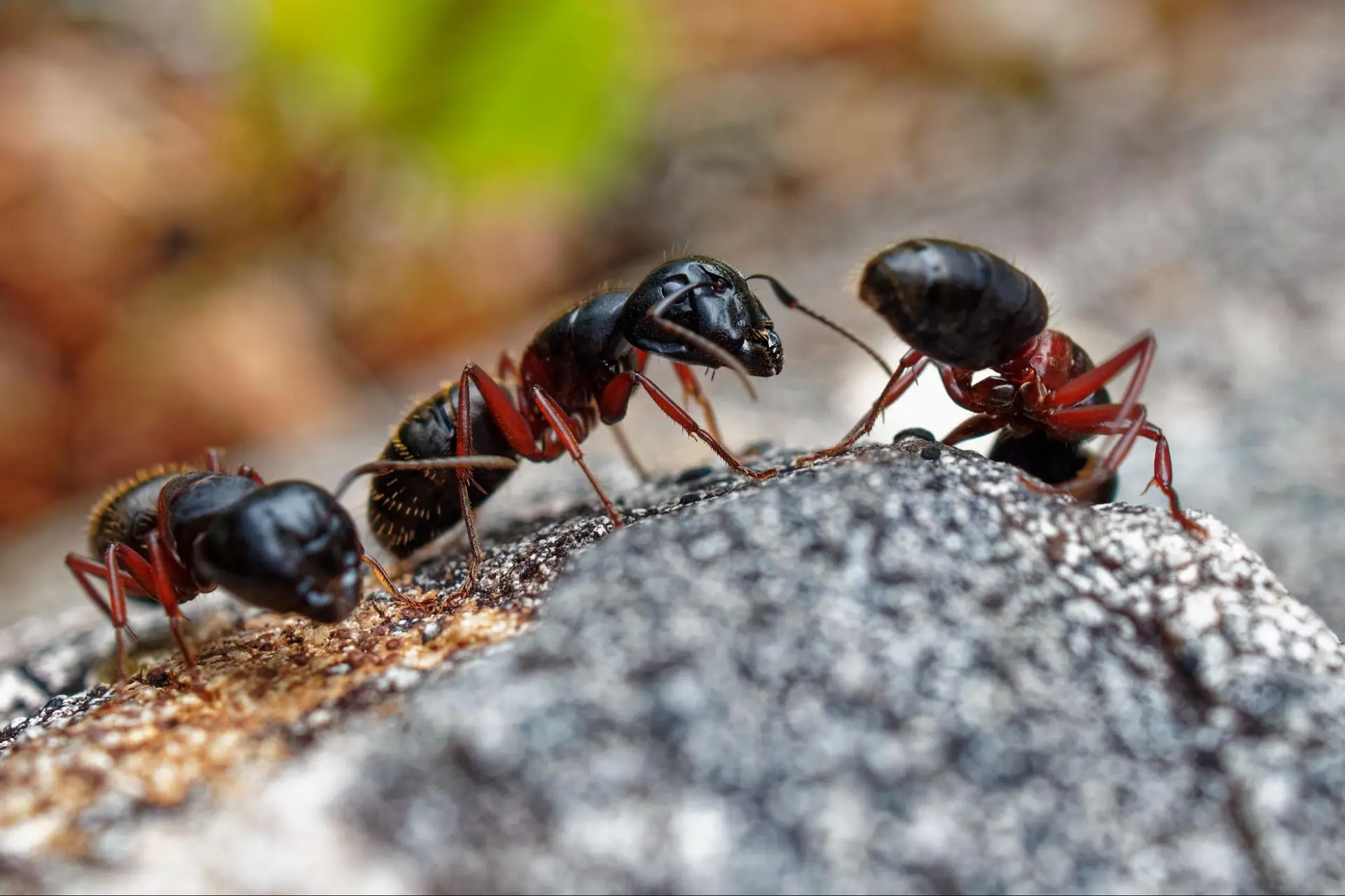 Argentine Ants identification guide