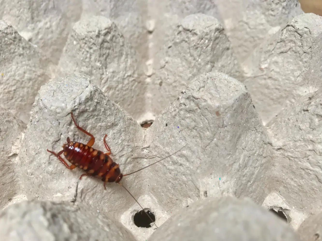Flying Ants identification guide