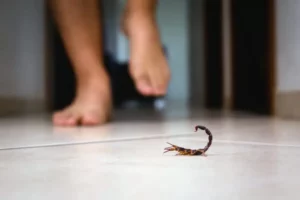 Scorpion Information