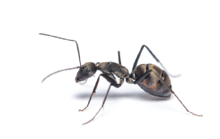 Black Ants identification guide