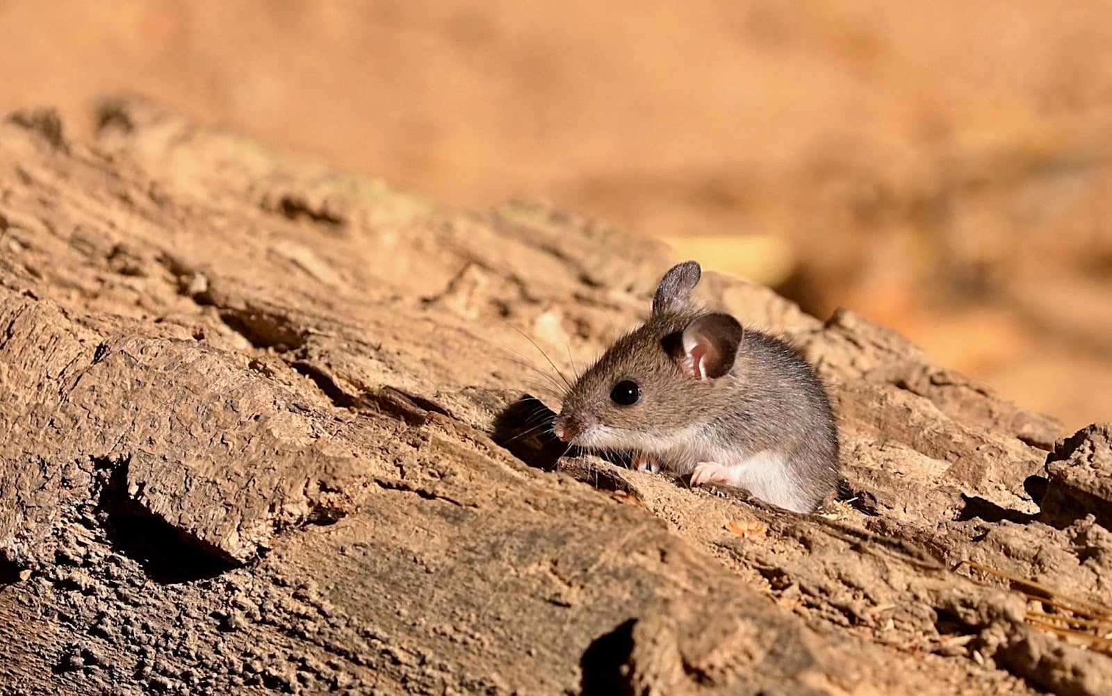 Mouse hiding in house