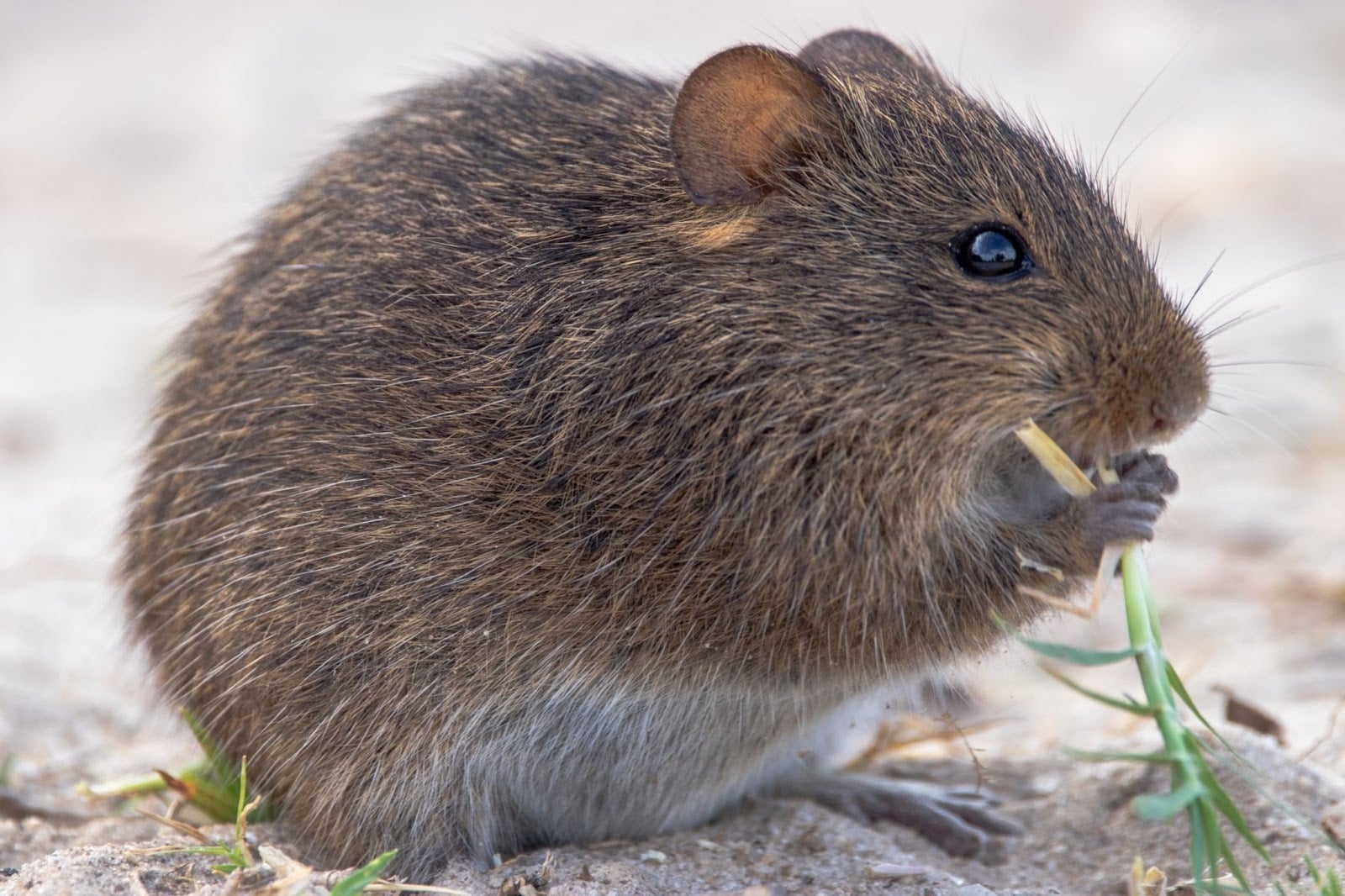 Mouse hiding in house
