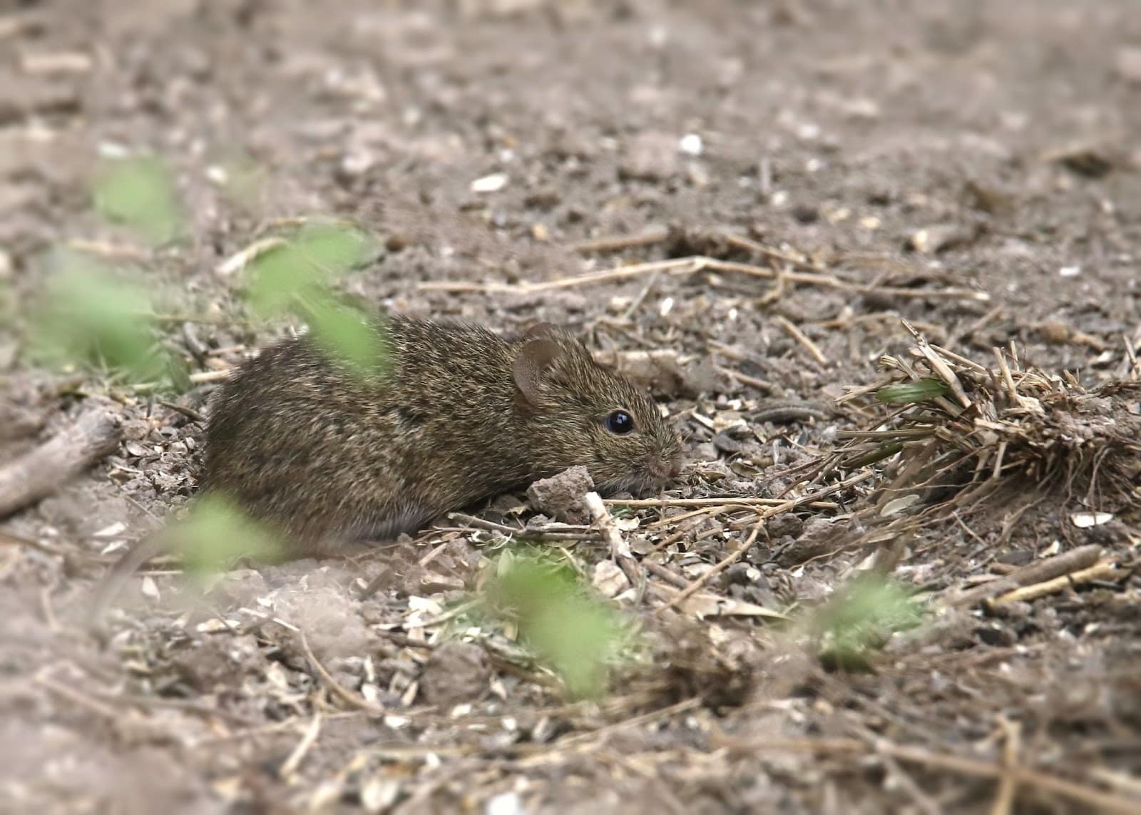 Mouse hiding in house
