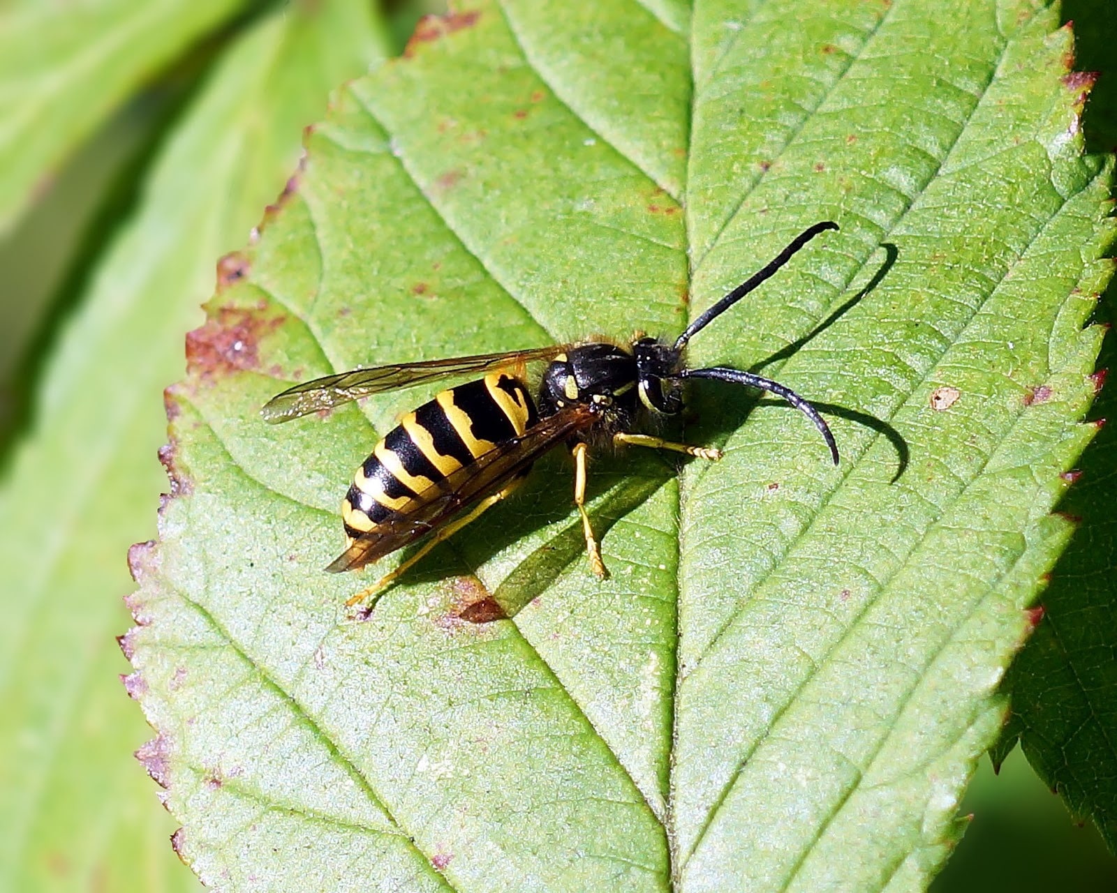 Mouse hiding in house