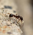 Pavement Ants identification guide