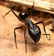 Carpenter Ants identification guide