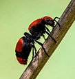 Velvet Ants identification guide