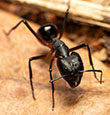 Carpenter Ants identification guide