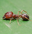 Big-Headed Ants identification guide