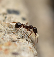 Pavement Ants identification guide