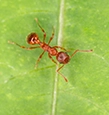 European Fire Ants identification guide