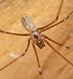 Cellar Spiders identification guide