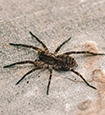 Wolf Spiders identification guide