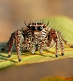 Jumping Spiders identification guide