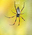 Orb Weaver Spiders identification guide