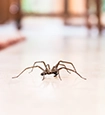 House Spiders identification guide