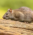 Norway Rats identification guide