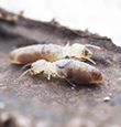 Drywood Termites identification guide