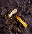 Subterranean Termites identification guide