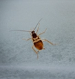 Brown-Banded Cockroaches identification guide