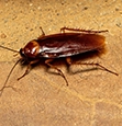 Smokybrown Cockroaches identification guide