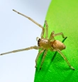 Yellow Sac Spiders identification guide