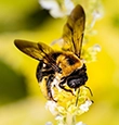 Carpenter Bees identification guide