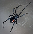 Black Widow Spiders identification guide