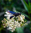 Blue Mud Dauber Wasps identification guide