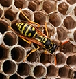 Paper Wasps identification guide