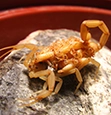 Arizona Bark Scorpions identification guide