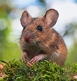 Field Mice identification guide