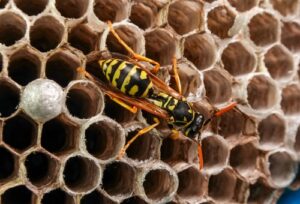 paper wasp