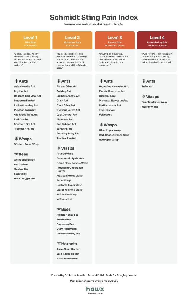schmidt sting pain index infographic