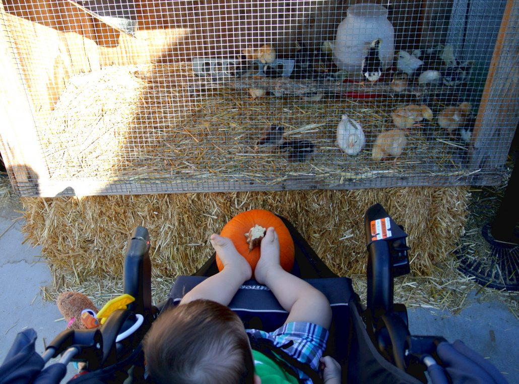 baby-chicks pumpkin, patch, october, autumn, fall, local, phoenix, gilbert, az, arizona, activities, fun, family, kids, season, halloween, gift, candy, carving, bouncy castle, maze, baby, first. adventure, venture, new, parents