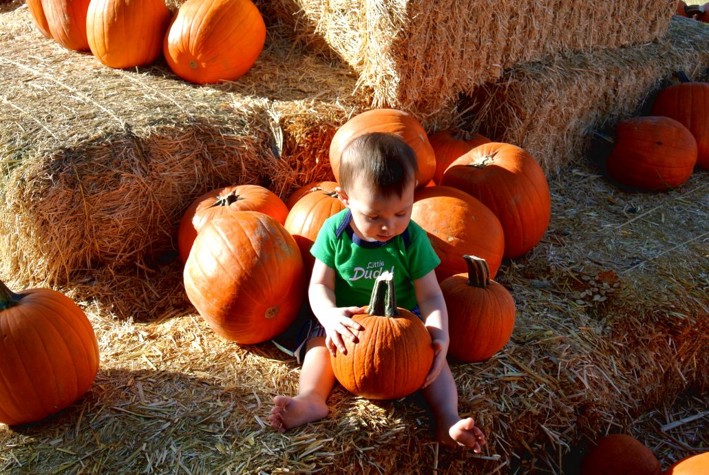 cj-holding-pumpkin pumpkin, patch, october, autumn, fall, local, phoenix, gilbert, az, arizona, activities, fun, family, kids, season, halloween, gift, candy, carving, bouncy castle, maze, baby, first. adventure, venture, new, parents