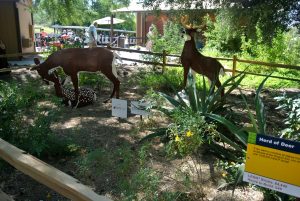 zoo, phoenix, AZ, activity, things to do, outdoor, exhibit, animals, family, special, LEGO, Fall, Autumn, venture, adventure, baby, parents, wild life, train, 4d, theater, gift, shop, lake