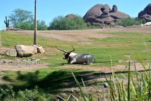 zoo, phoenix, AZ, activity, things to do, outdoor, exhibit, animals, family, special, LEGO, Fall, Autumn, venture, adventure, baby, parents, wild life, train, 4d, theater, gift, shop, lake