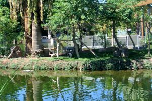 zoo, phoenix, AZ, activity, things to do, outdoor, exhibit, animals, family, special, LEGO, Fall, Autumn, venture, adventure, baby, parents, wild life, train, 4d, theater, gift, shop, lake