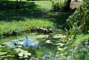 zoo, phoenix, AZ, activity, things to do, outdoor, exhibit, animals, family, special, LEGO, Fall, Autumn, venture, adventure, baby, parents, wild life, train, 4d, theater, gift, shop, lake