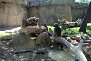 zoo, phoenix, AZ, activity, things to do, outdoor, exhibit, animals, family, special, LEGO, Fall, Autumn, venture, adventure, baby, parents, wild life, train, 4d, theater, gift, shop, lake