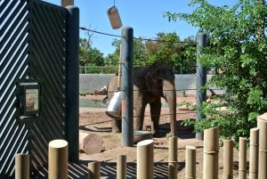 zoo, phoenix, AZ, activity, things to do, outdoor, exhibit, animals, family, special, LEGO, Fall, Autumn, venture, adventure, baby, parents, wild life, train, 4d, theater, gift, shop, lake