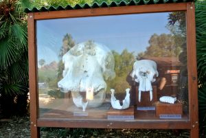 zoo, phoenix, AZ, activity, things to do, outdoor, exhibit, animals, family, special, LEGO, Fall, Autumn, venture, adventure, baby, parents, wild life, train, 4d, theater, gift, shop, lake