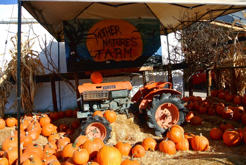 pumpkin, patch, october, autumn, fall, local, phoenix, gilbert, az, arizona, activities, fun, family, kids, season, halloween, gift, candy, carving, bouncy castle, maze, baby, first. adventure, venture, new, parents