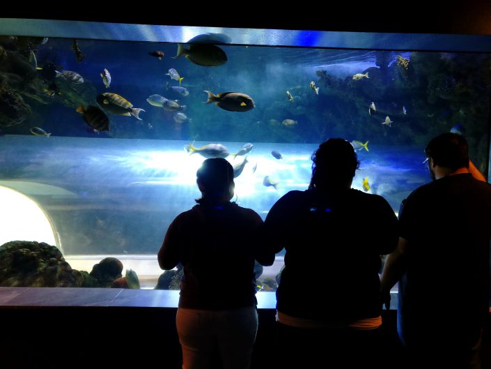 Phoenix, AZ Wildlife World Zoo, Aquarium, and Safari Park Little