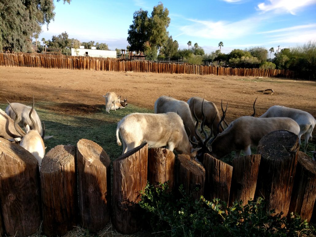 zoo, aquarium, safari, wildlife, world, animals, fish, mammals, az, phoenix, litchfield park, local, adventure, venture, nature, outdoor, wild, park, playground, rides, snacks, family, parenthood, weekend, winter, weather, momblogger, motherhood, fatherhood, babyhood, baby, infant, fun, kids, 2017, january