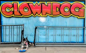 Clown Dog Bikes