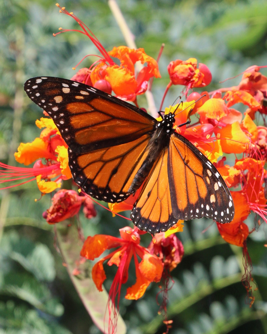 monarch butterfly tagging