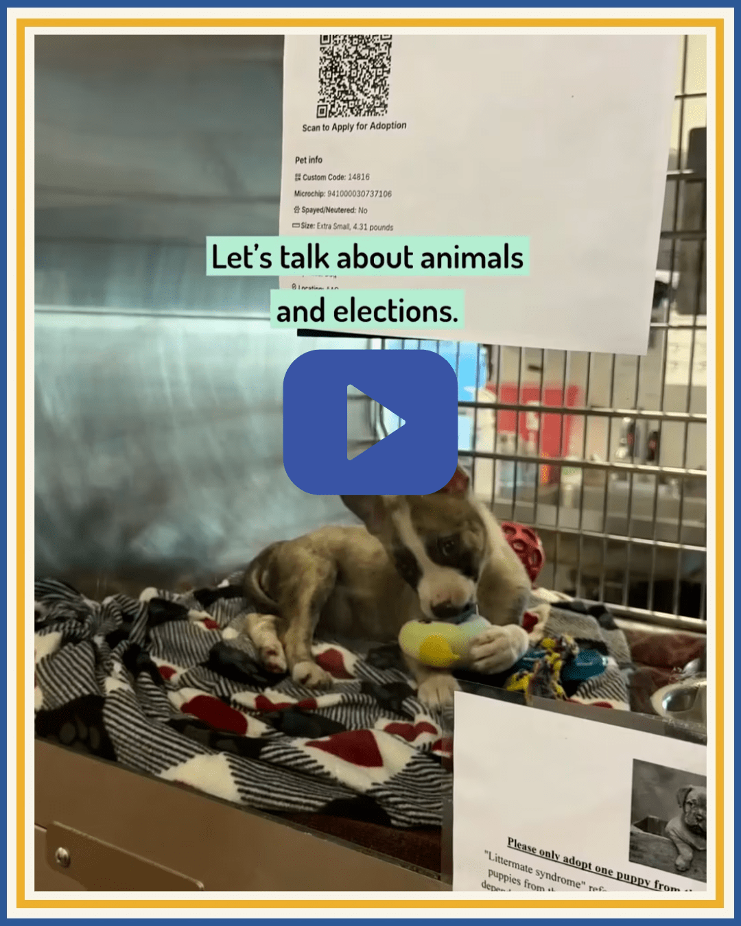 TRE And Austin Animal Center Reel Cover